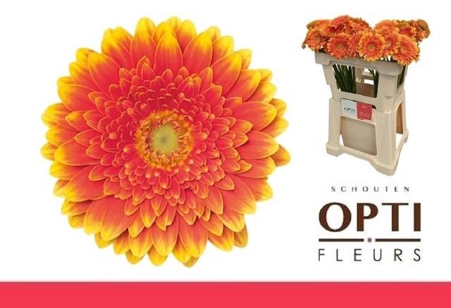 <h4>Ge Mi Franky</h4>