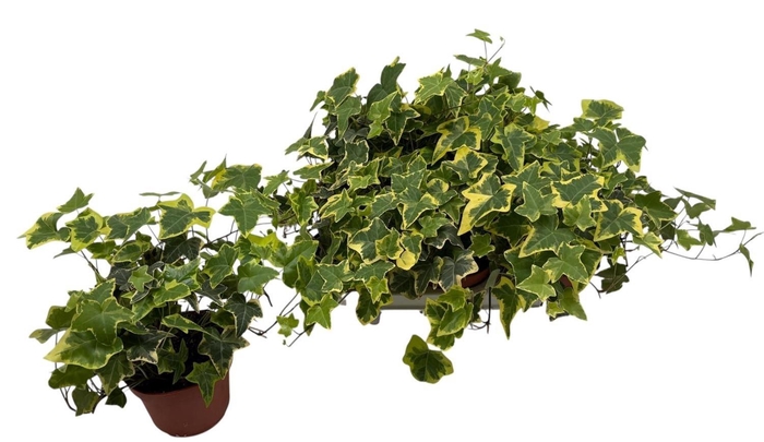 <h4>HED HE GOLDCHILD</h4>