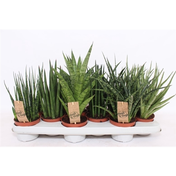 <h4>Sansevieria Luxe mix</h4>