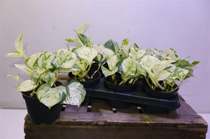 <h4>Epipr Happy Leaf</h4>