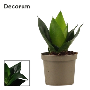 Sansevieria Hahnii 9 cm Black Jade (Decorum)