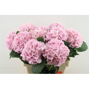 Hydr M Lollypop Pink 60-17