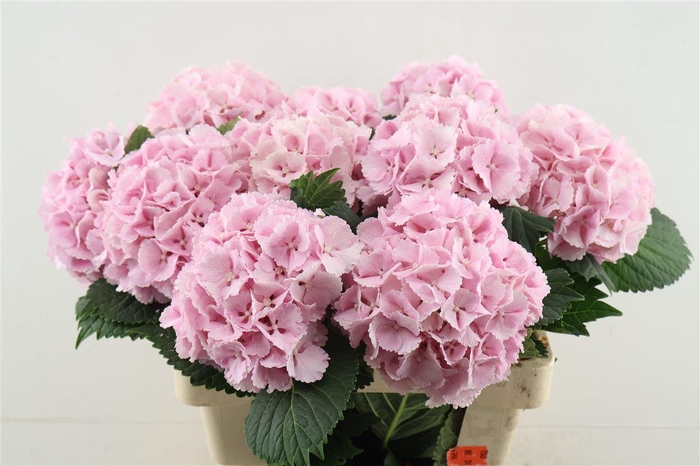 <h4>Hydr M Lollypop Pink 60-17</h4>