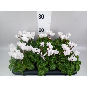 Cyclamen KL 'Compact'