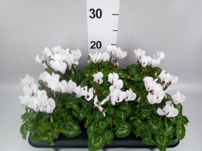 <h4>Cyclamen KL 'Compact'</h4>