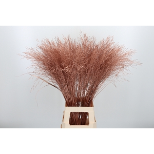 Panicum Kl Bh Koper