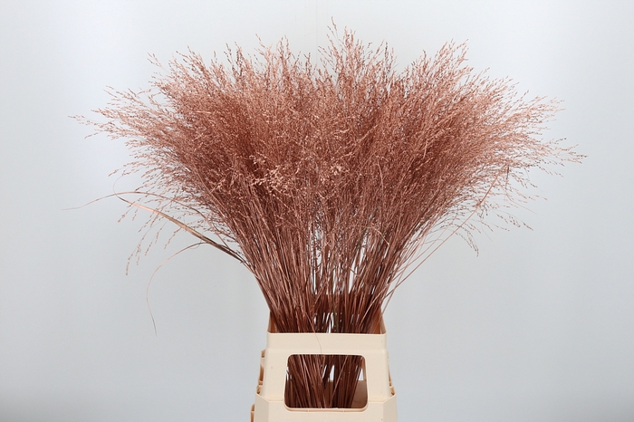 <h4>Panicum Kl Bh Koper</h4>