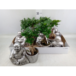 Ficus microcarpa 'Ginseng'