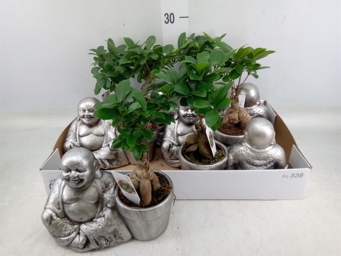 <h4>Ficus microcarpa 'Ginseng'</h4>