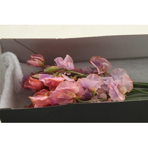 Lathyrus Klb Lavender Magic