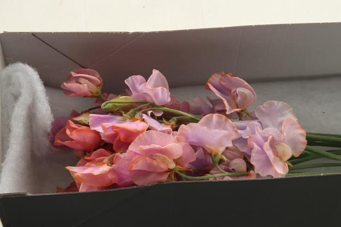 <h4>Lathyrus Klb Lavender Magic</h4>