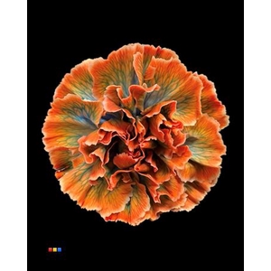 Dianthus St Vulcano