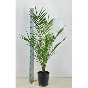 PHOENIX CANARIENSIS