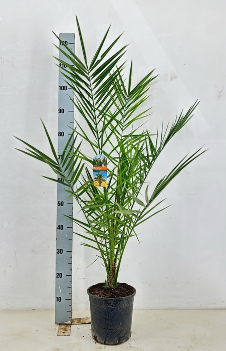 <h4>PHOENIX CANARIENSIS</h4>