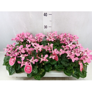 Cyclamen KL 'Djix'