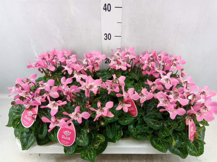 Cyclamen KL 'Djix'