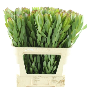 Leucad Gold Strike Super