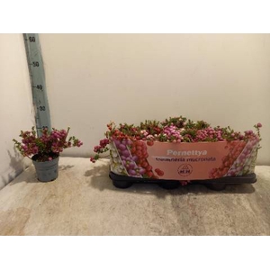 GAULTH MU PERNETTYA MIX P10.5