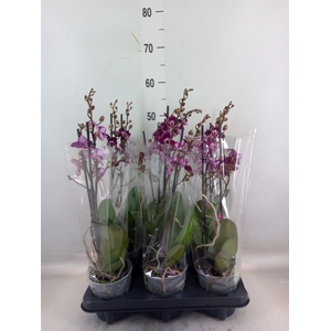 Phalaenopsis multi.   ...red