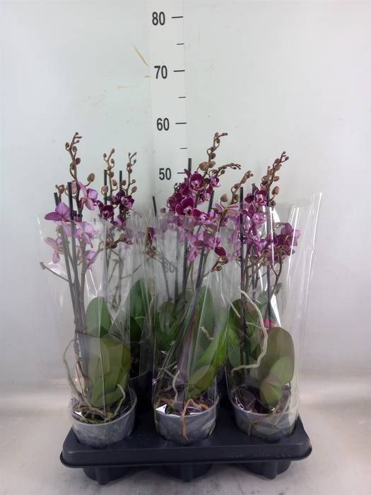<h4>Phalaenopsis multi.   ...red</h4>