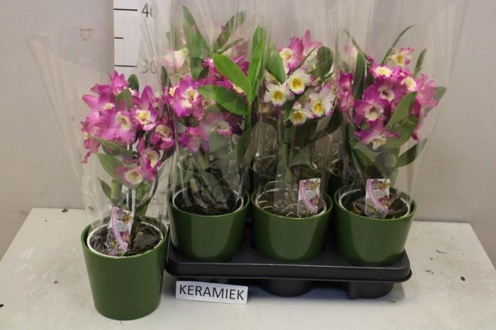 <h4>DEND NOBILE</h4>