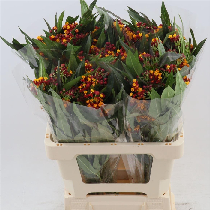 <h4>Asclepias curassavica 'Serenade'</h4>