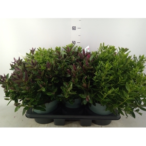 Hebe  'Addenda'   ...mix in pot