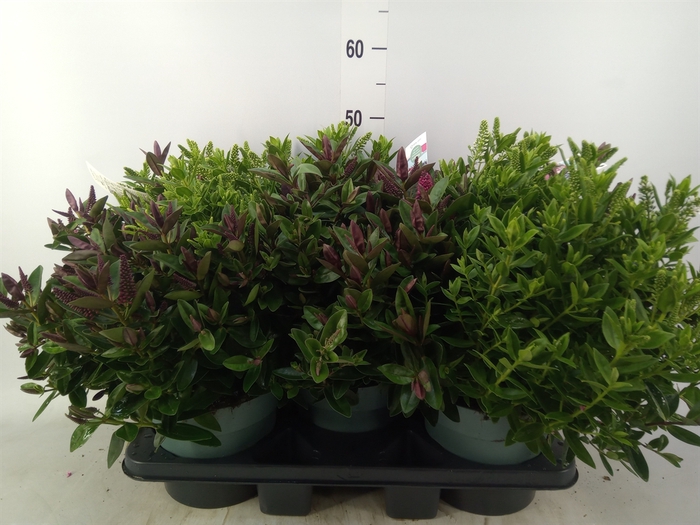 <h4>Hebe  'Addenda'   ...mix in pot</h4>