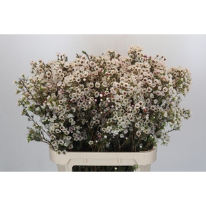 Chamelaucium Moonlight Delight