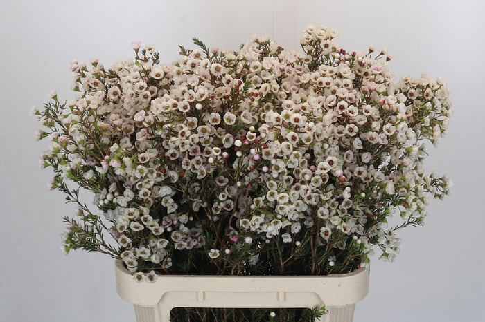 <h4>Chamelaucium Moonlight Delight</h4>