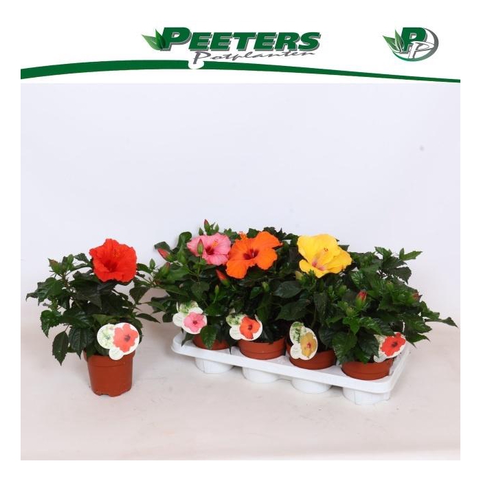 <h4>HIBIS SUNNY GEM</h4>