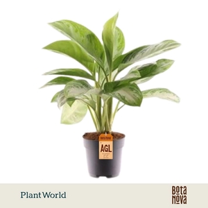 Aglaonema Silver Bay