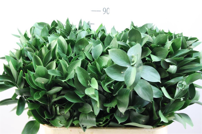 <h4>Ruscus Hypophyllum 80</h4>