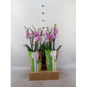 Phalaenopsis   ...rose