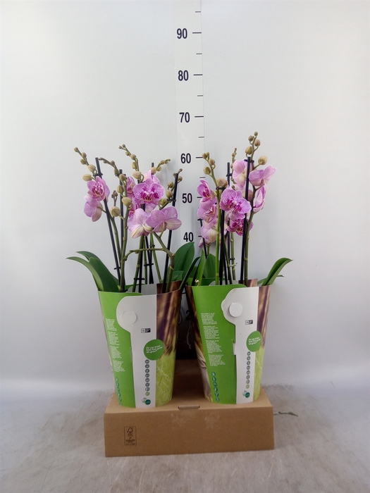 <h4>Phalaenopsis   ...rose</h4>