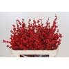 Ilex Rood