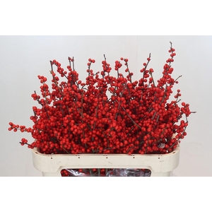 Ilex Rood