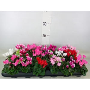 Cyclamen KL 'Micro'