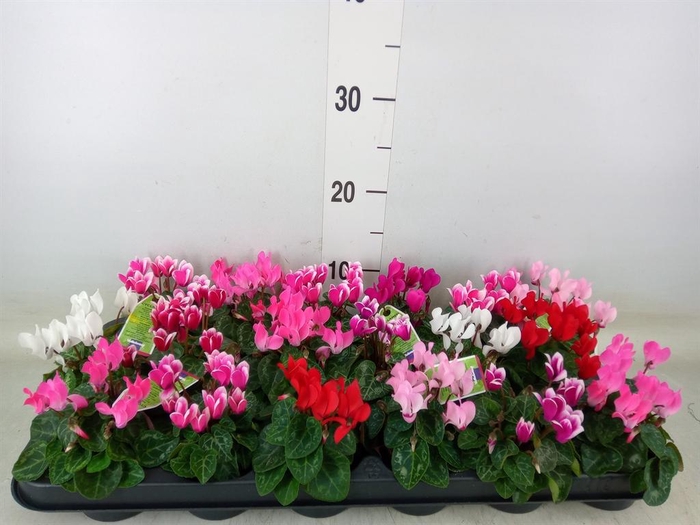 <h4>Cyclamen KL 'Micro'</h4>