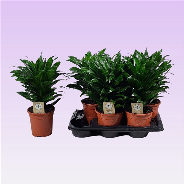 <h4>Dracaena Compacta kopstek 45cm</h4>