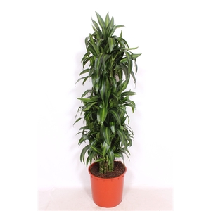 Dracaena Hawaiian Sunshine