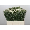 Aster Paquita