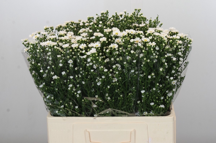 <h4>Aster Paquita</h4>
