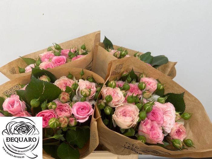 <h4>R TR MARIATHERESIA</h4>