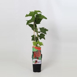 Ribes rubrum Jonkheer van Tets
