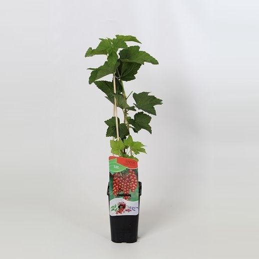 <h4>Ribes rubrum Jonkheer van Tets</h4>