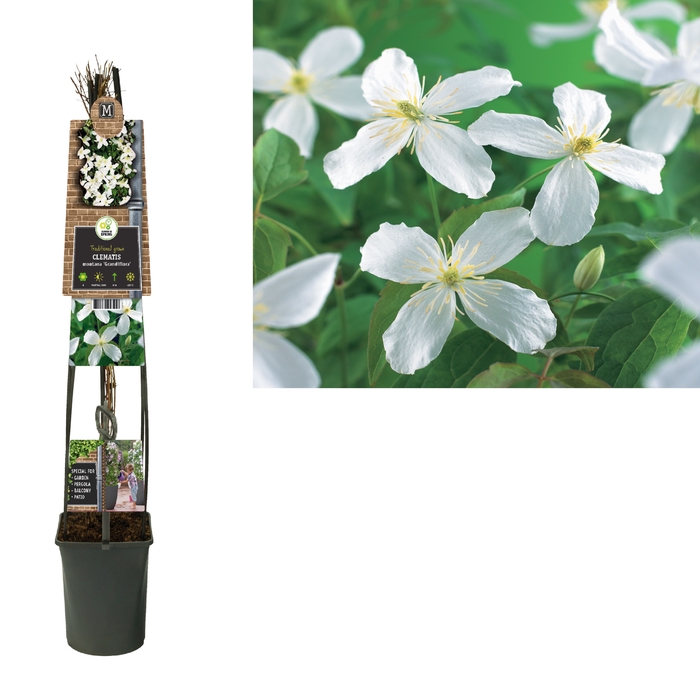 <h4>Clematis montana 'Grandiflora' 3.0 label C5</h4>