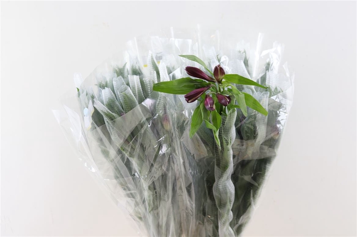 <h4>Alstr Sylvan Bicolor</h4>
