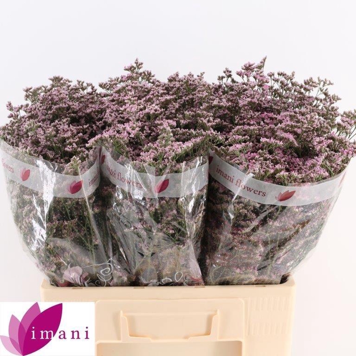 <h4>Lim Saf Oshi Pink</h4>