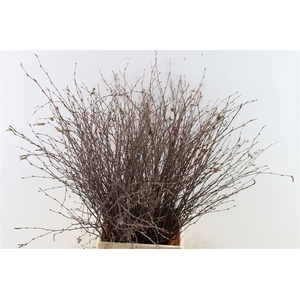 Berk 70cm Naturel Pbs